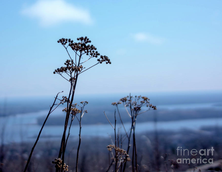 Weeds Photograph by Tina Hailey