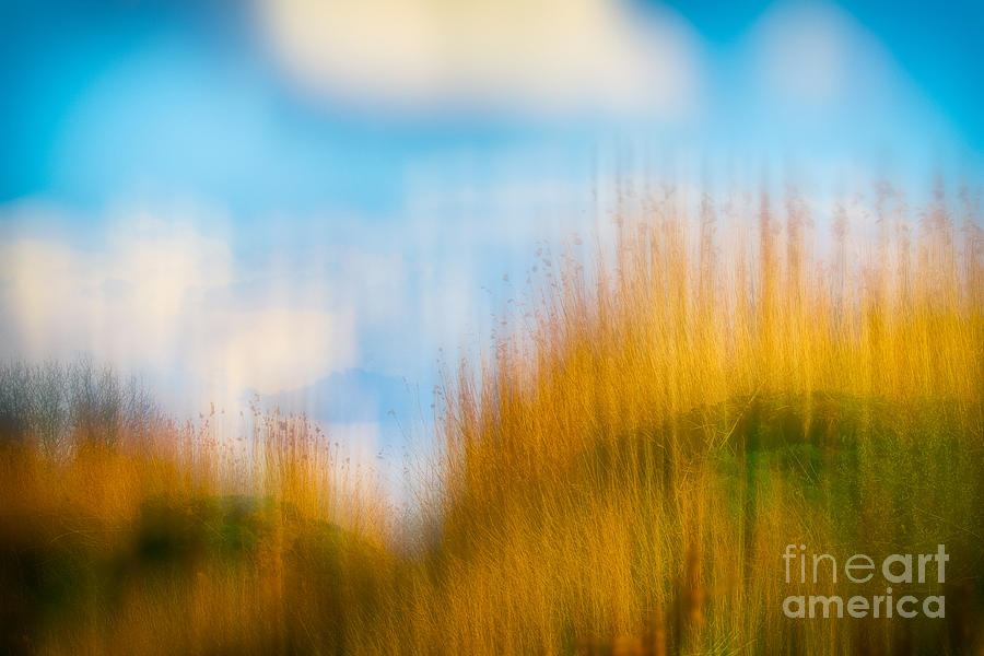 Weeds Under A Soft Blue Sky Photograph