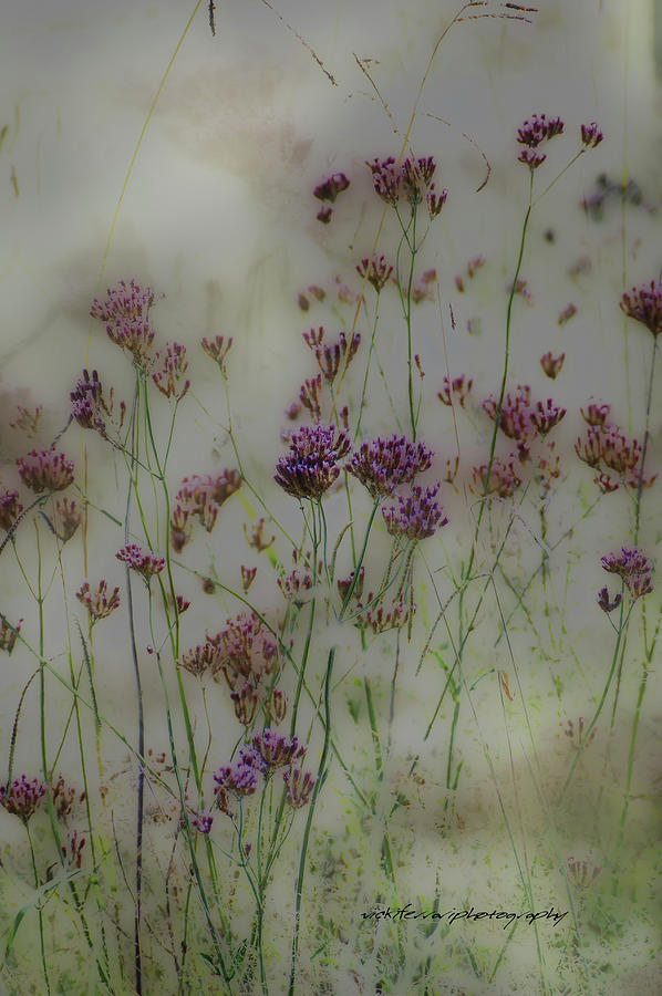Soft Digital Art - Weeds by Vicki Ferrari