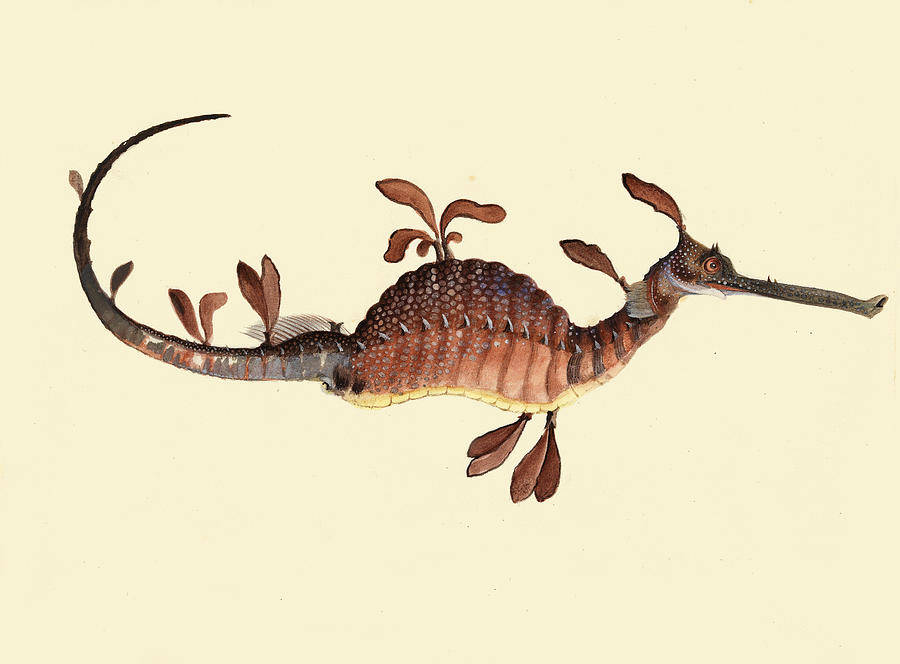 Weedy seadragon. Phyllopteryx taeniolatus  Drawing by William Buelow Gould