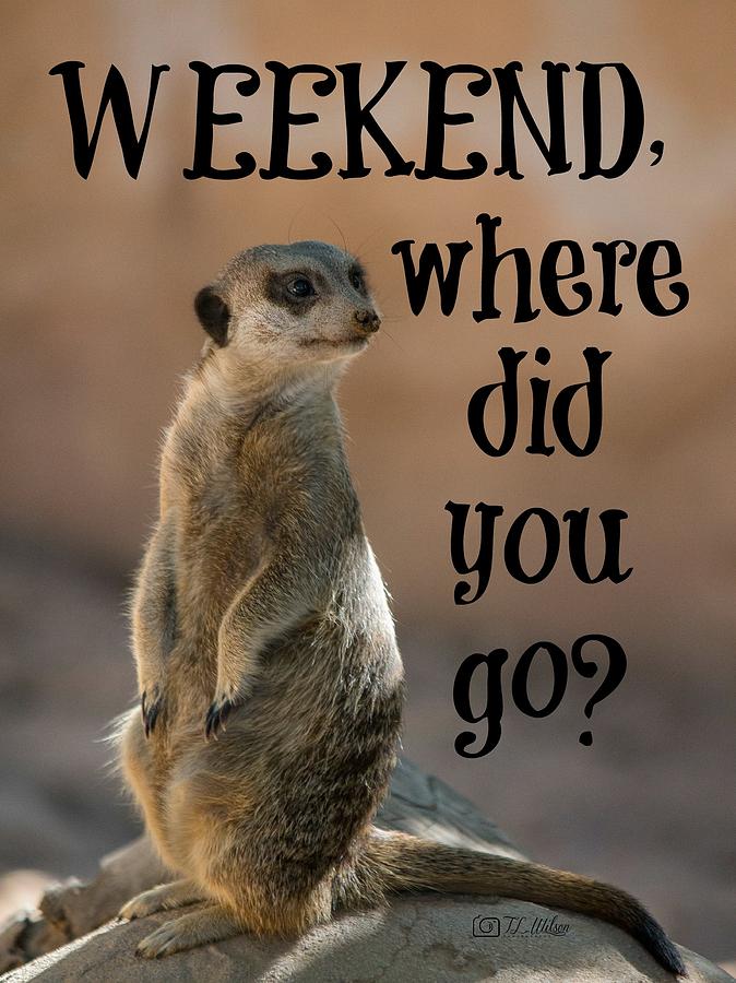 Weekend Where Did You Go? Photograph by Teresa Wilson