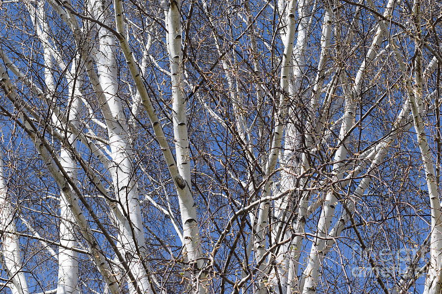 Spring Photograph - Weeping Birch Tree by Deborah A Andreas
