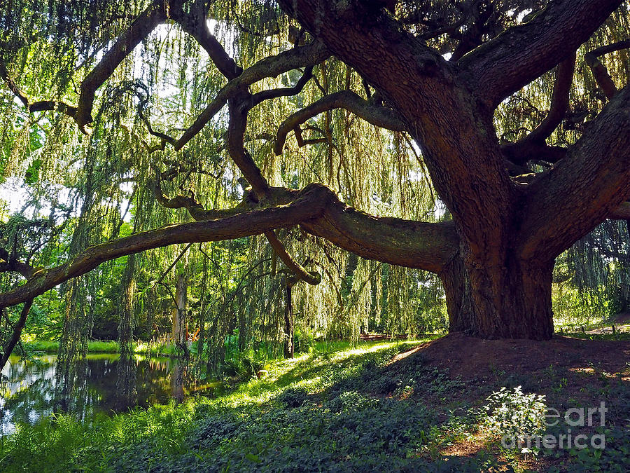Nature Photograph - Weeping Blue Atlas Cedar Tree by Alex Cassels