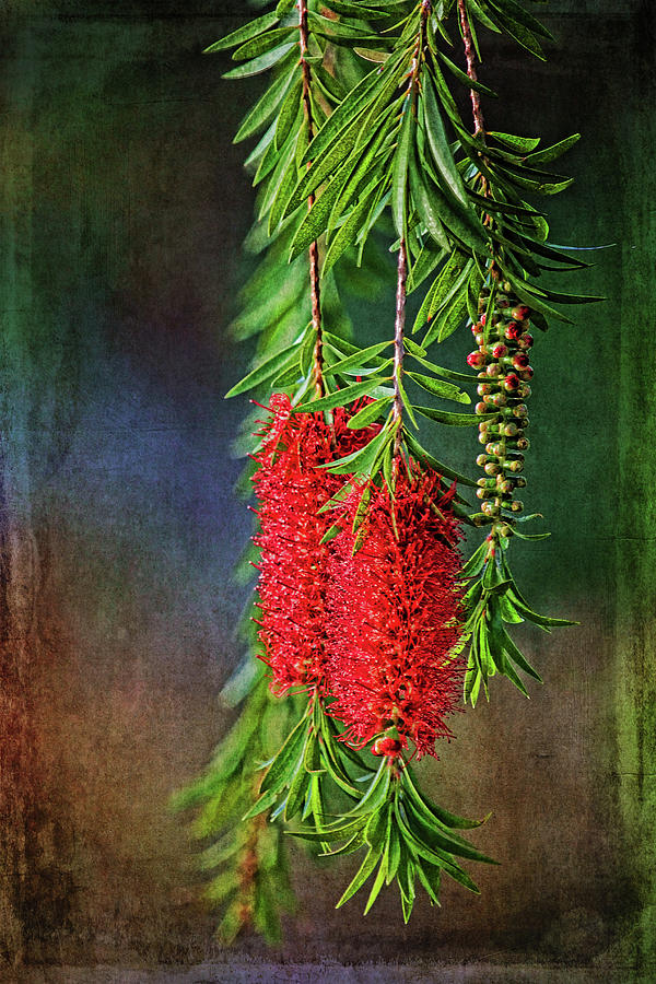 Weeping Bottlebrush Photograph by HH Photography of Florida