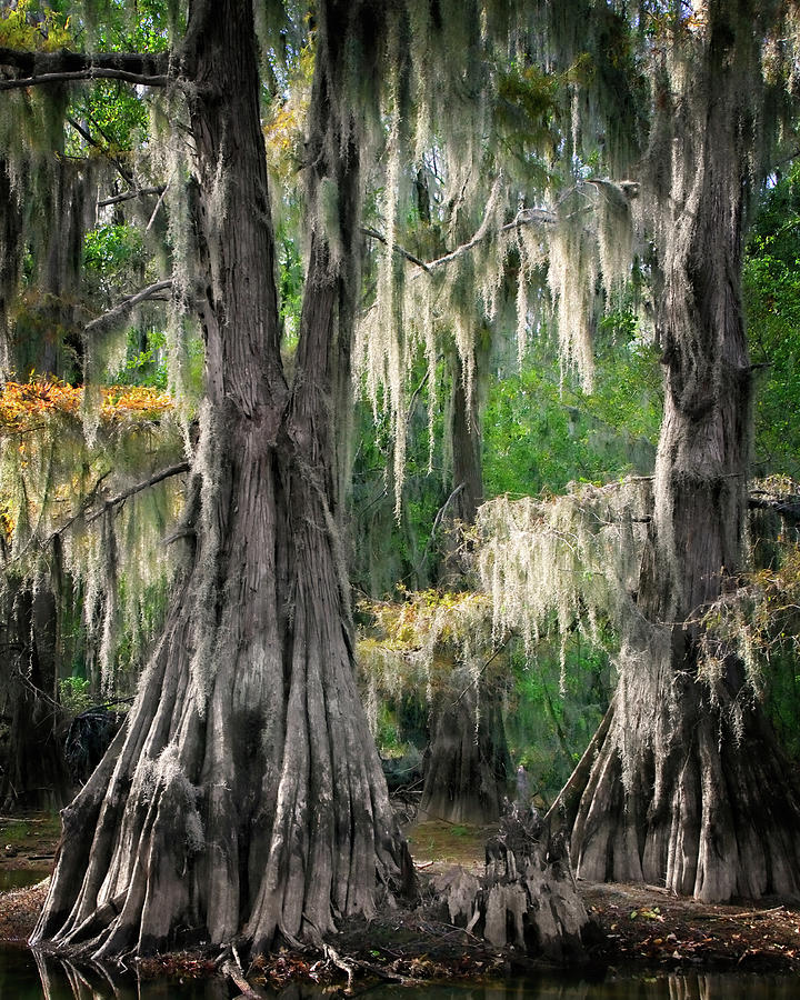 Weeping Canopy Photograph by Lana Trussell