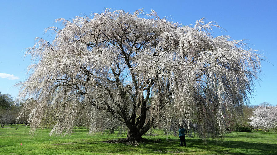 Weeping Cheery in Full Bloom Photograph by Liza Eckardt