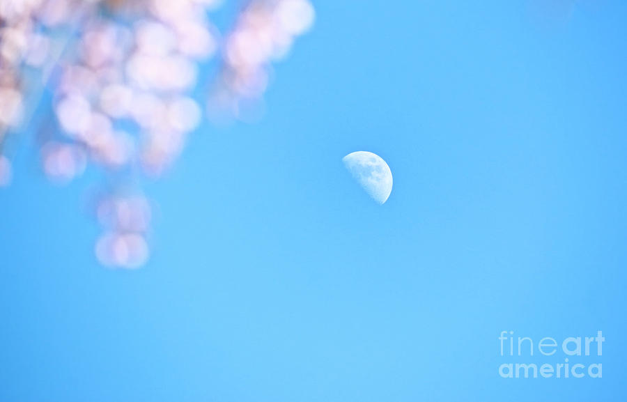 Weeping Cherry and Half Moon Photograph by Charline Xia