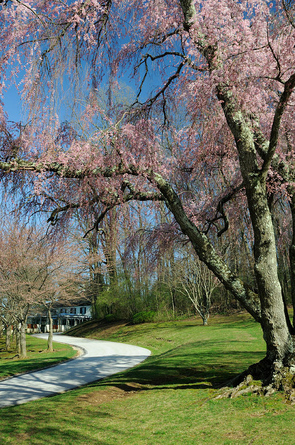 Weeping Cherry Photograph - Weeping Cherry at Willows Park by Don Schroder Weeping Cherry Photograph - Weeping Cherry at Willows Park by Don Schroder