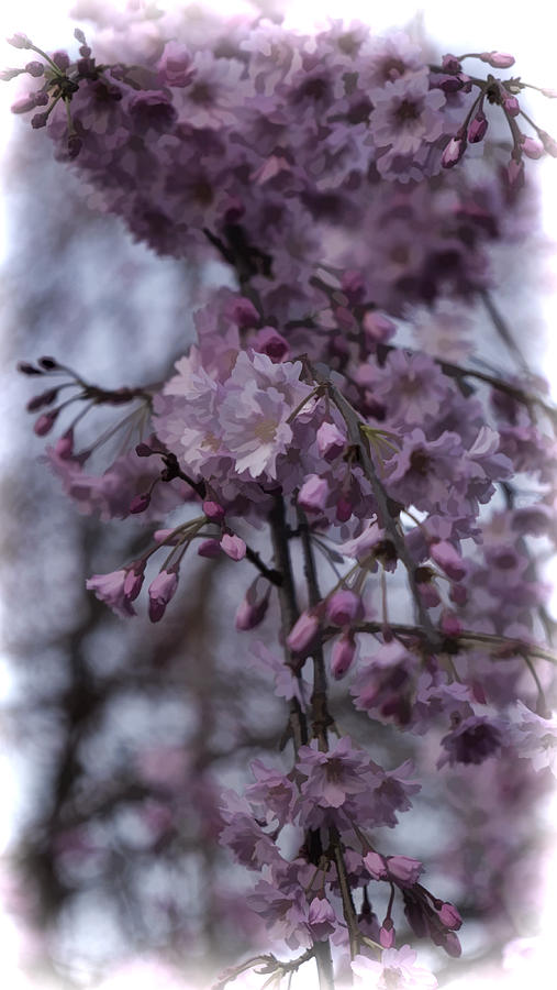 Flower Photograph - Weeping Cherry Blossoms by Christina Durity
