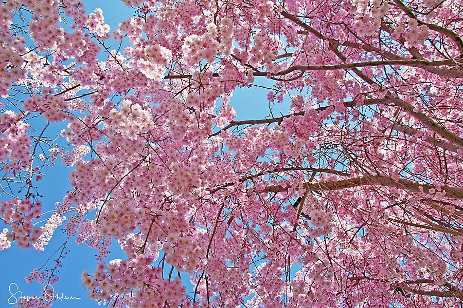 Weeping Cherry Blossoms - Signed Limited Edition Photograph by Steve ...