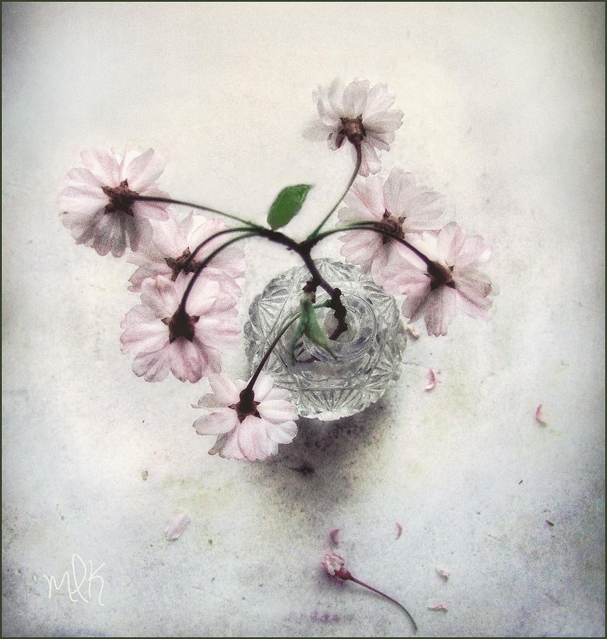 Weeping Cherry Blossoms Still Life Photograph by Louise Kumpf