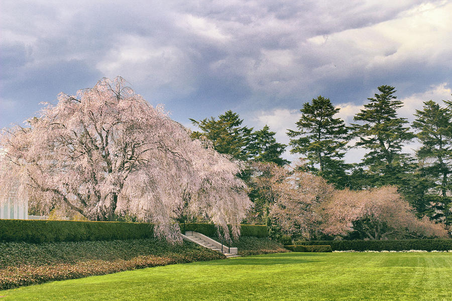 Weeping Cherry in Bloom Photograph by Jessica Jenney