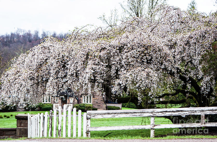 Weeping Cherry Photograph by Kevin Gladwell
