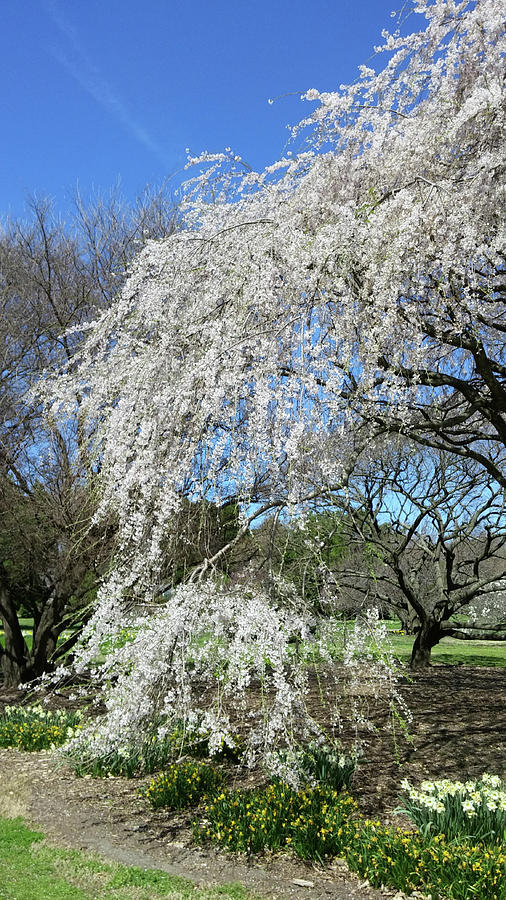 Weeping Cherry Starting to Bloom Photograph by Liza Eckardt