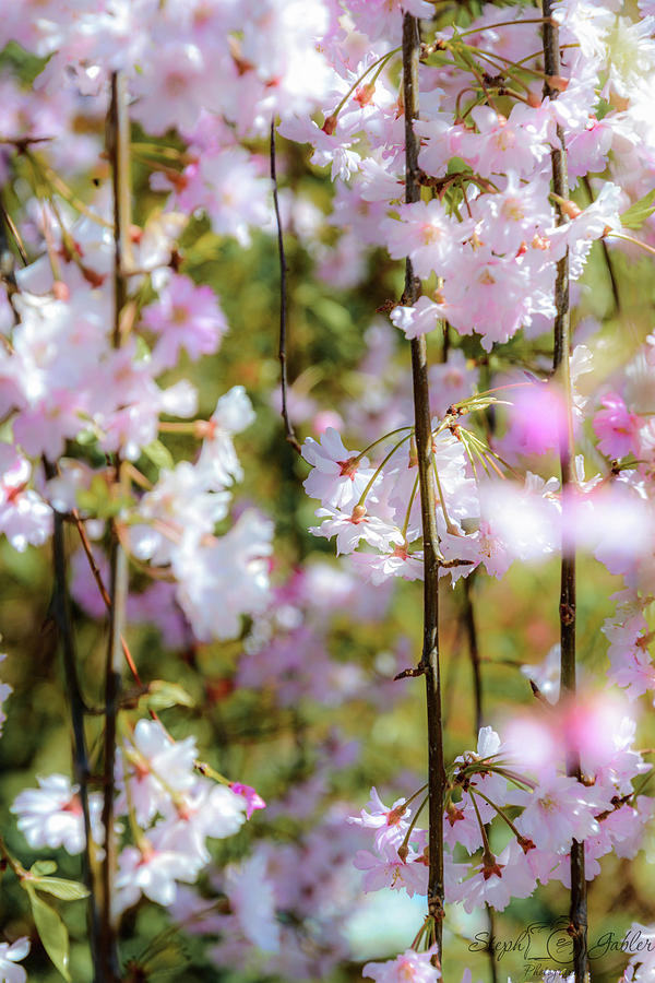 Weeping Cherry Photograph by Steph Gabler