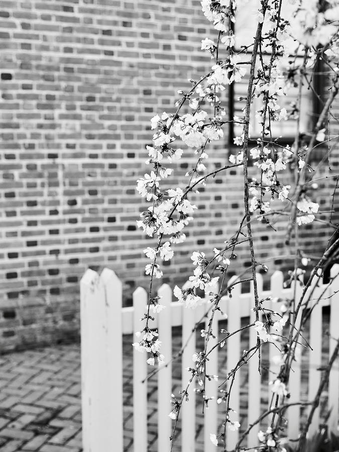 Weeping Cherry Tree Photograph by Rachel Morrison