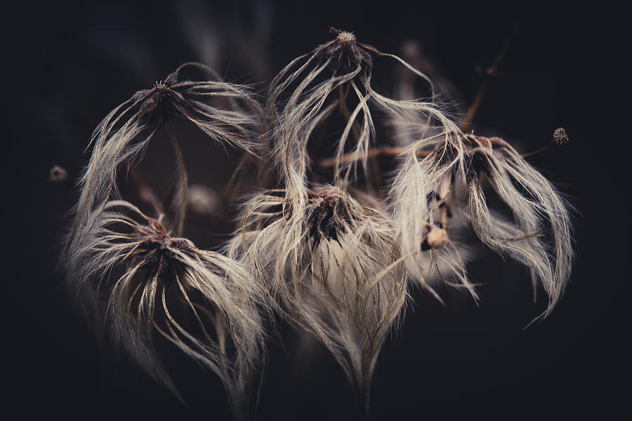 Weeping Dandelions Photograph by Shane Holsclaw