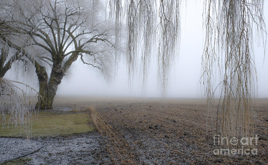 Spokane Photograph - Weeping Frozen Willow by Amy Fearn