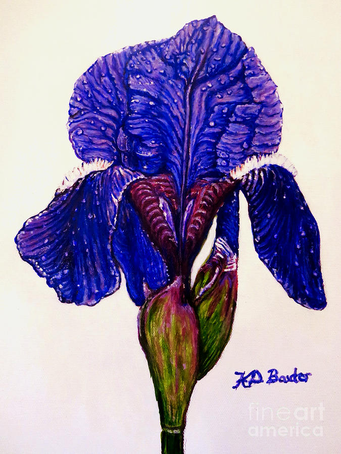 Weeping Iris Painting by Kimberlee Baxter