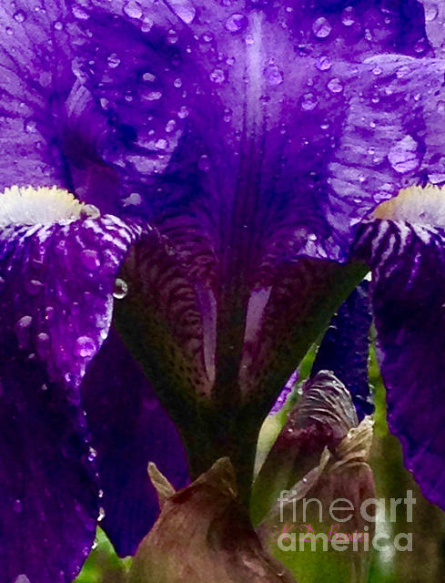 Weeping Iris Now Im Really Soaked Painting by Kimberlee Baxter