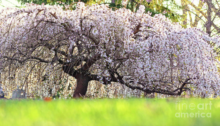 Weeping Japanese Cherry Tree Photograph by Charline Xia