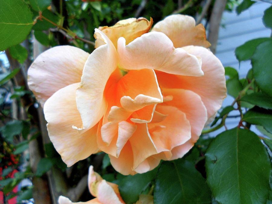 Weeping Orange Rose Photograph by Cynthia Westbrook