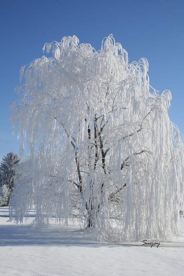 Weeping Snow Photograph by Susan Courtney