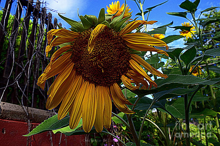 Weeping Sunflower Photograph