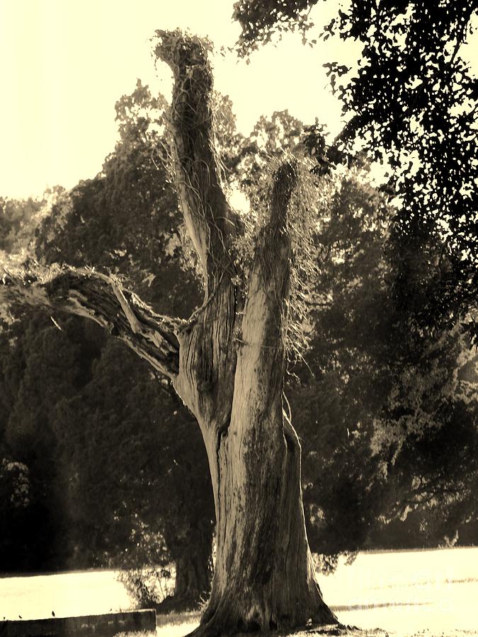 Tree Photograph - Weeping Tree of the Past by Leslie Revels