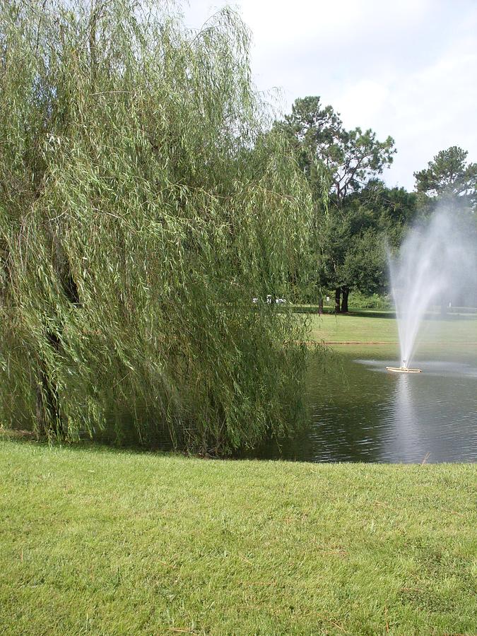 Weeping Willow Photograph - Weeping Willow and Fountain by Warren Thompson