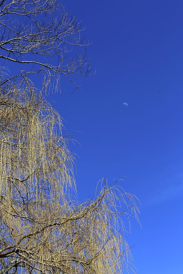 Weeping Willow and Tiny Moon Photograph by Mary Bedy