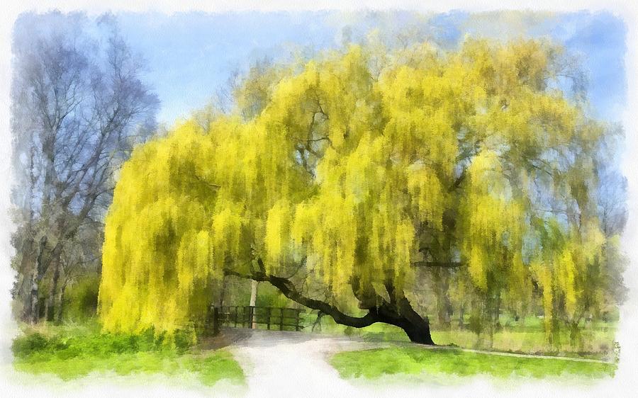 Weeping Willow Aquarelle Painting By Maciek Froncisz,Easter Lillies