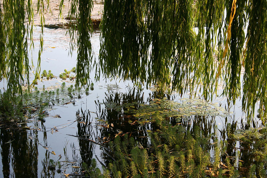 Weeping Willow As Above So Below Photograph by Holly Ethan