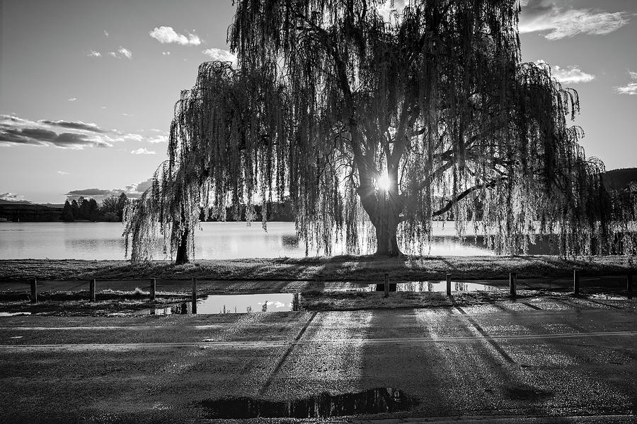 black and white willow tree photography
