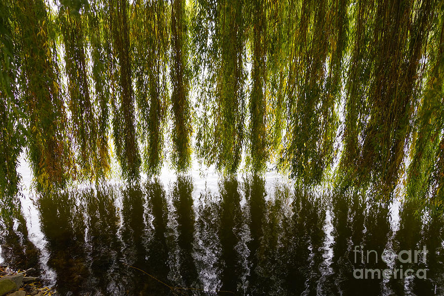 Weeping willow branches Photograph by Perry Van Munster