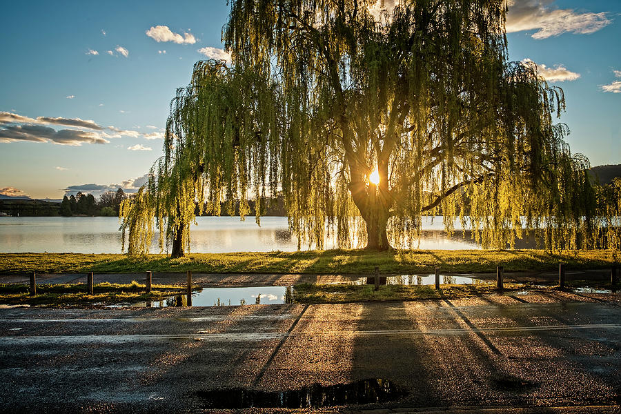Weeping Willow Photograph by Catherine Reading