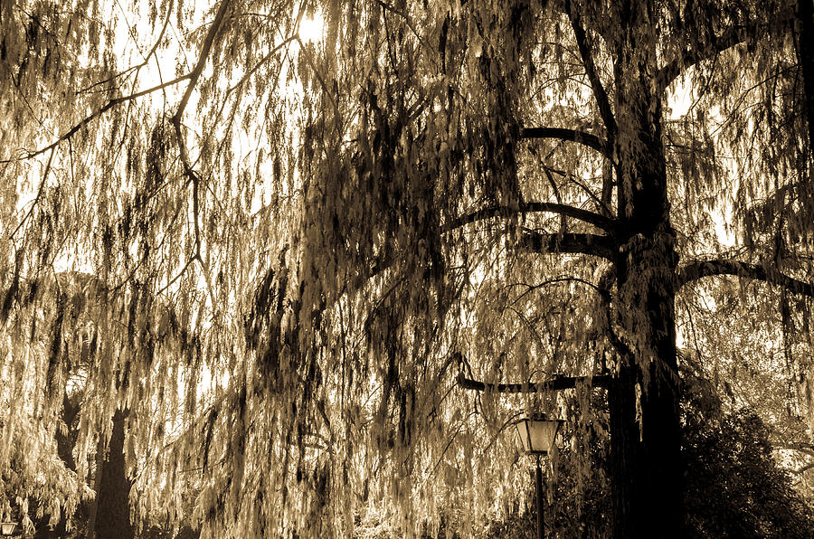 Weeping Willow in Sepia Tones Photograph by AM FineArtPrints