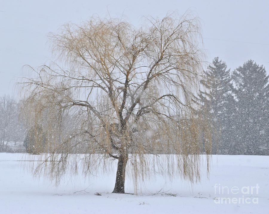 Weeping Willow In Snow Photograph by Kathy M Krause
