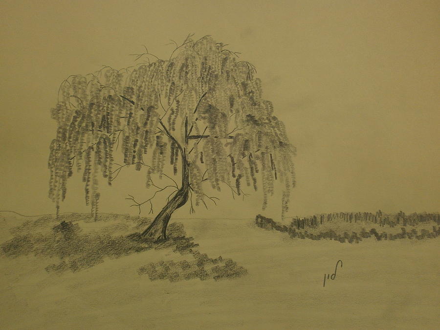Nature Drawing - Weeping Willow by Maria Woithofer
