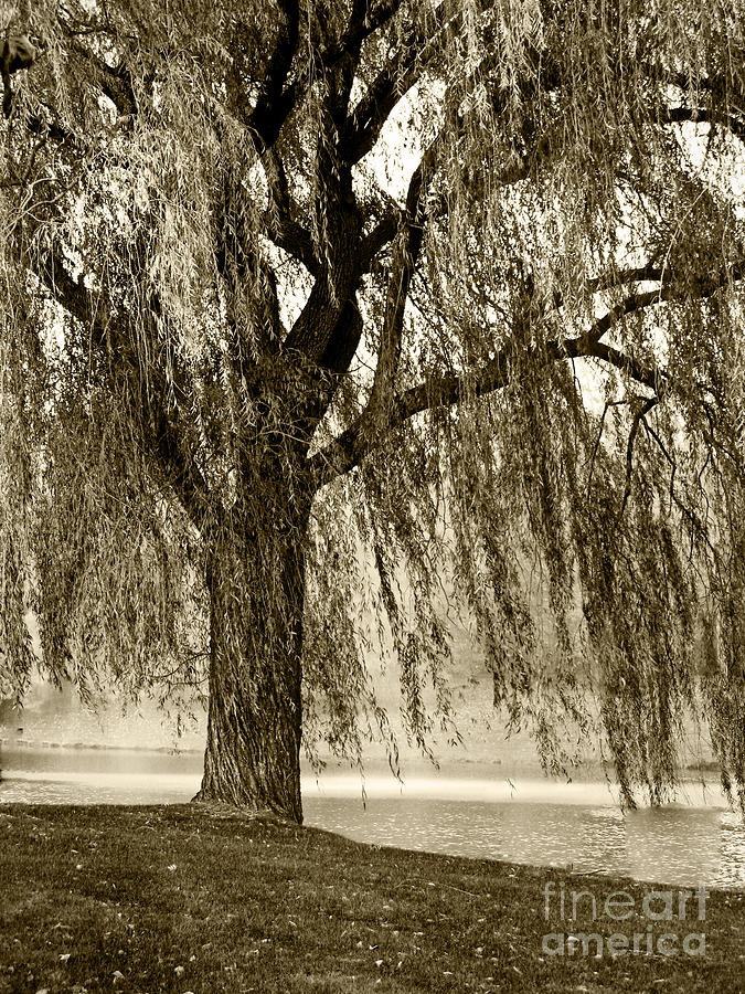 Weeping Willow Mist Photograph by Carol F Austin