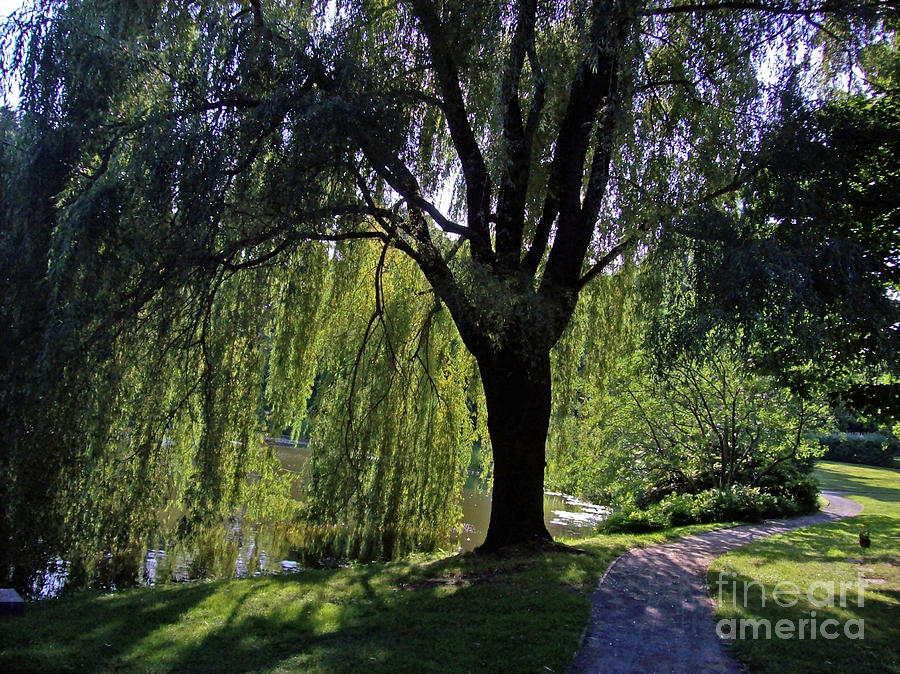 Nature Photograph - Weeping Willow Resting Place by Mary Ann Weger