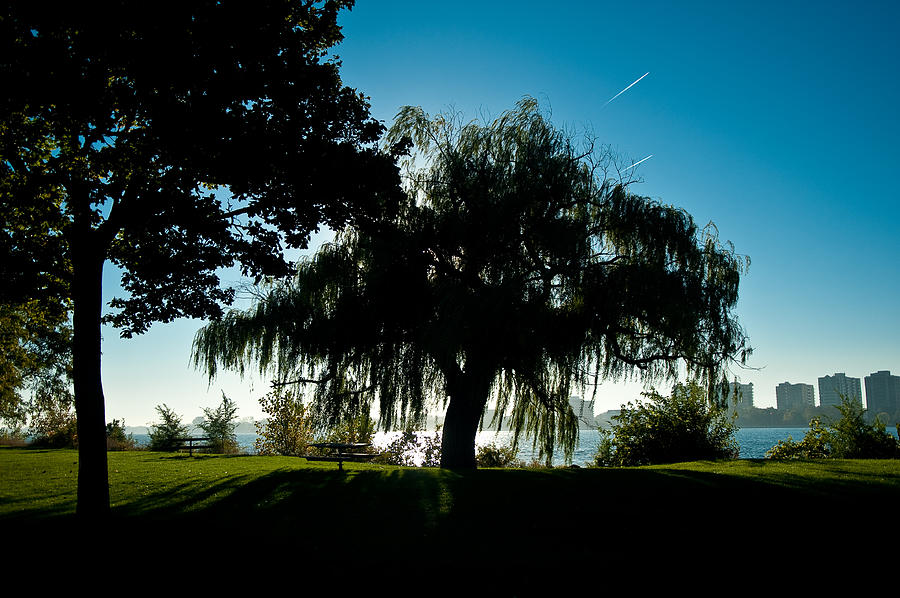 Weeping Willow Silhouette Photograph by Steven Dunn