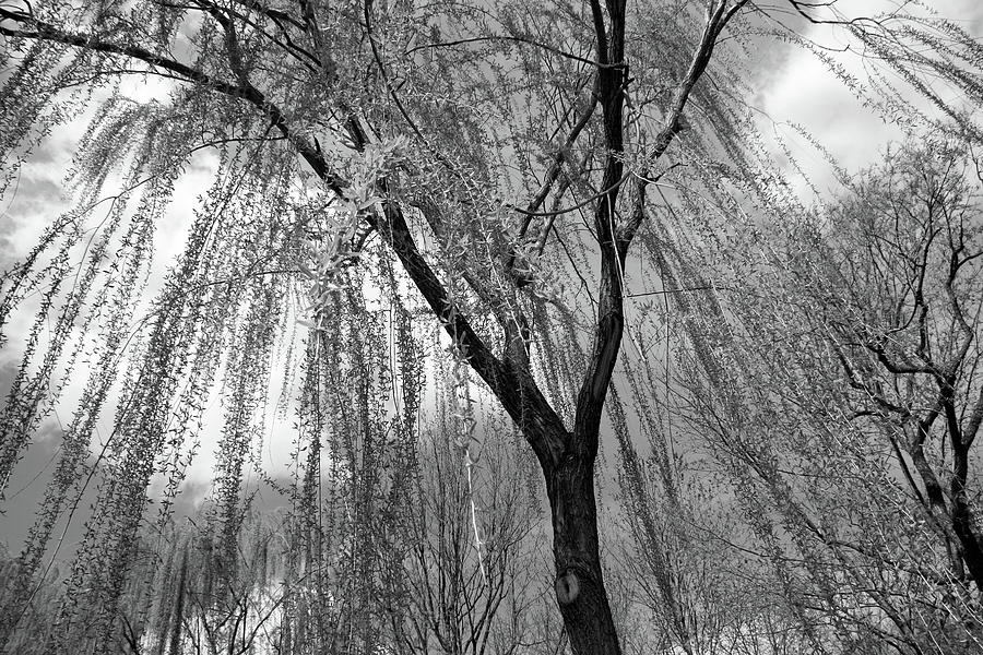 Weeping Willow Spread - 2 Photograph by Cora Wandel