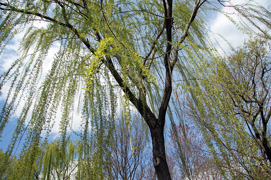 Weeping Willow Spread Photograph by Cora Wandel