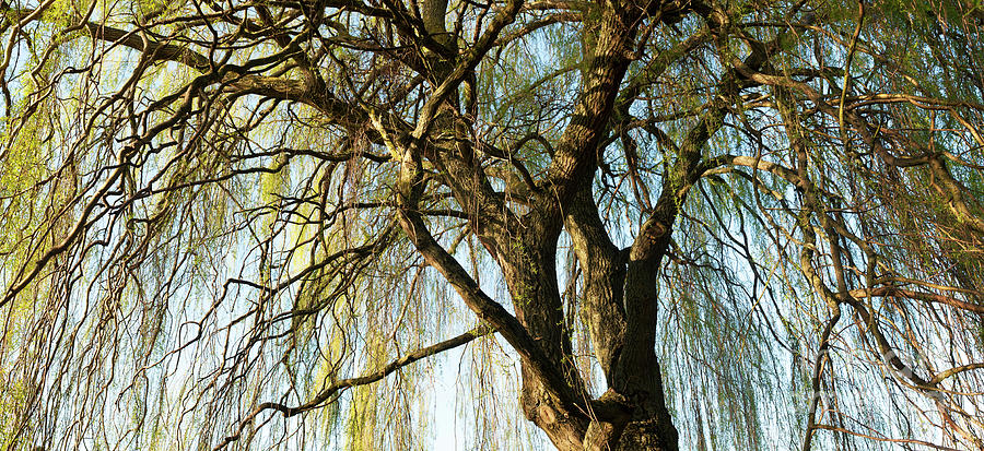 Weeping Willow Photograph by Tim Gainey