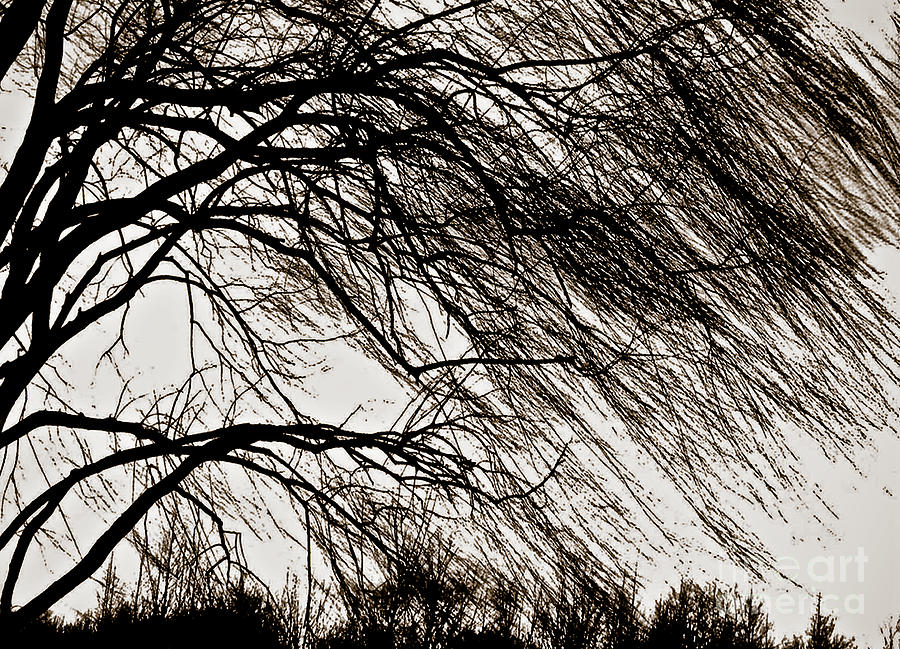 Weeping Willow Tree Silhouette Home Decor Wall Art  Photograph by Carol F Austin
