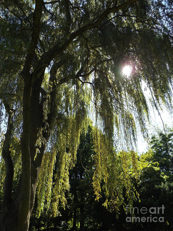 Weeping Willow Tree Photograph by Erick Schmidt