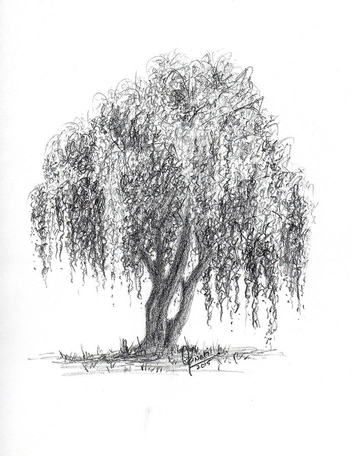 Weeping Willow Tree Drawing by Swati Singh