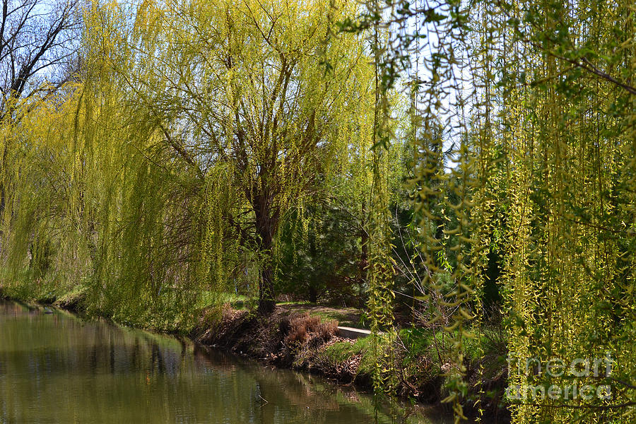 Weeping Willow Trees Photograph by Amy Lucid