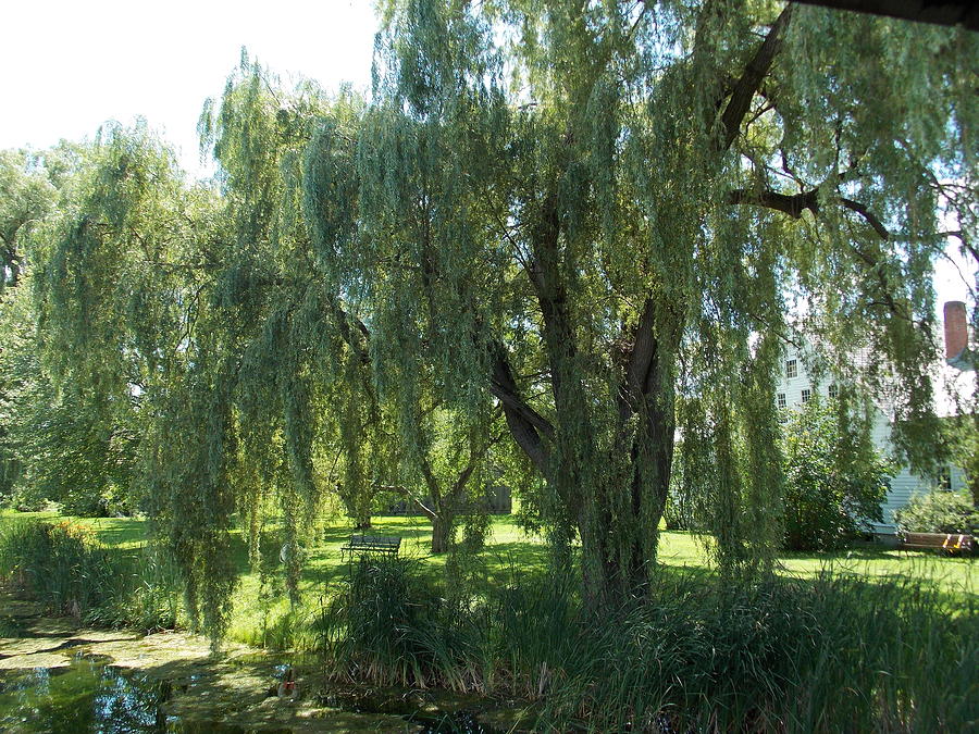 Weeping Willow Trees Photograph by Catherine Gagne